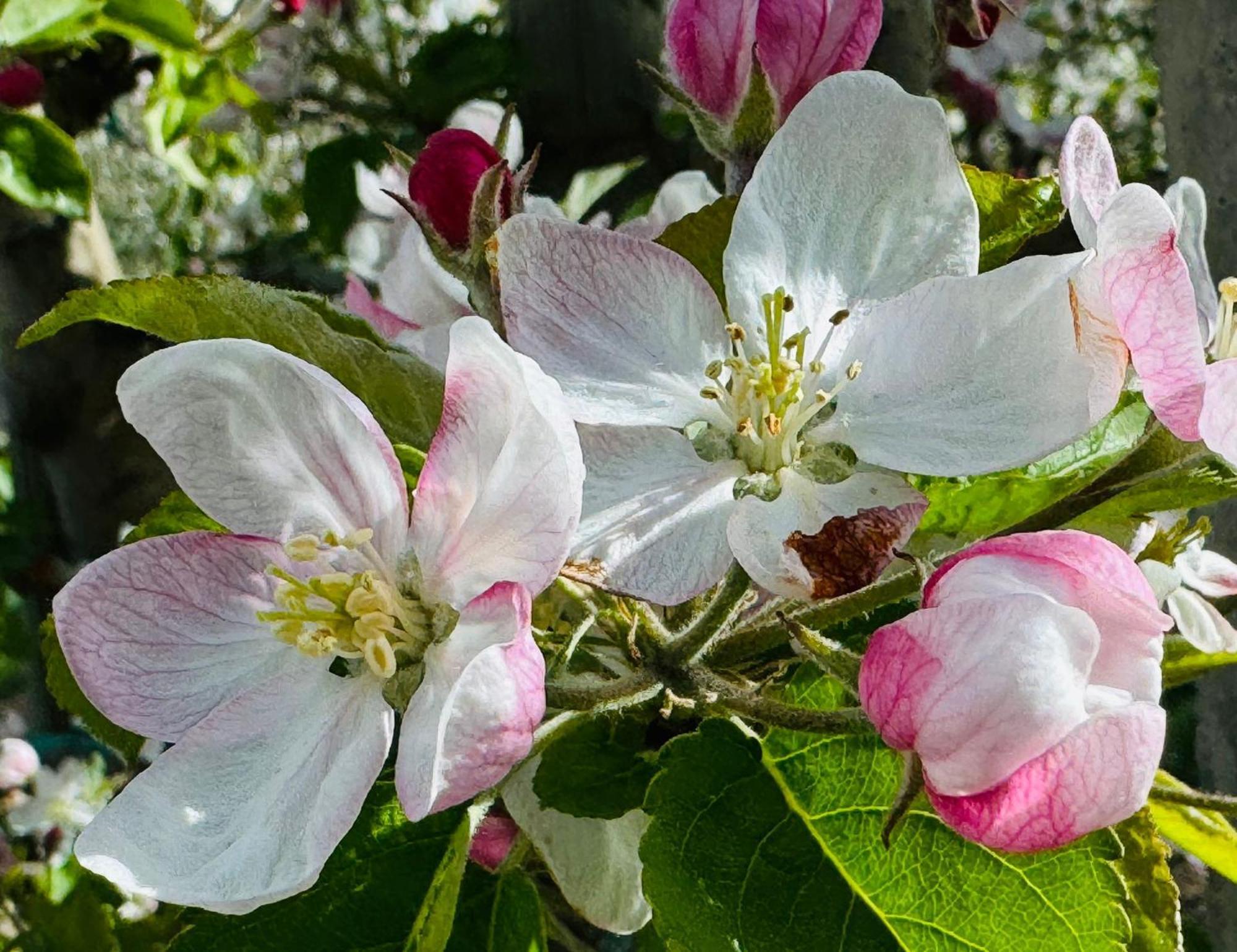 Ferienwohnungen Jojasa Laces Eksteriør billede